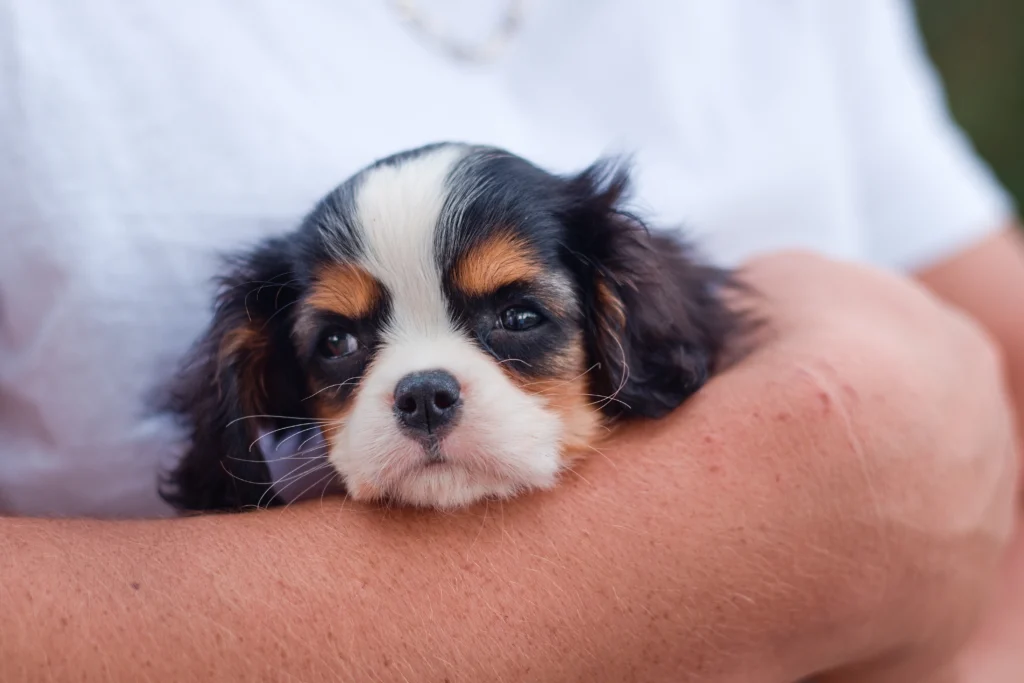 How to Firm Up Puppy Poop Quickly: The Complete Puppy Diarrhea Management Handbook 2026