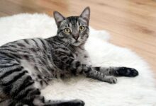 Luxury and Comfort: Top 10 Best Brands for Cat Beds