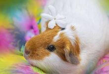 A Guide to Keep Your Guinea Pig Happy and Engaged