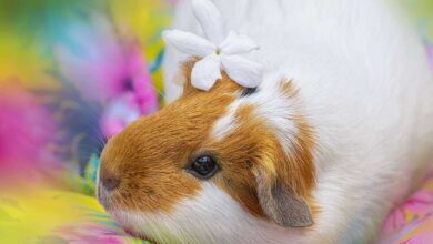 A Guide to Keep Your Guinea Pig Happy and Engaged