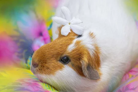 A Guide to Keep Your Guinea Pig Happy and Engaged A Guide to Keep Your Guinea Pig Happy and Engaged