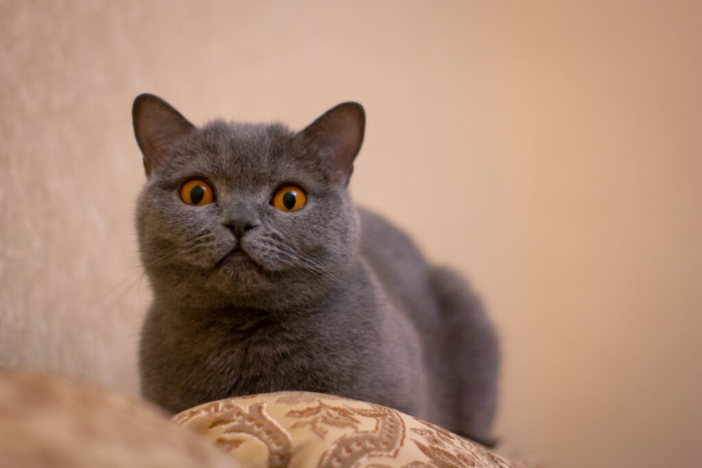 Gentle Giant Cat Breeds Pros and Cons: Exploring 10 Magnificent Large Feline Breeds in 2026