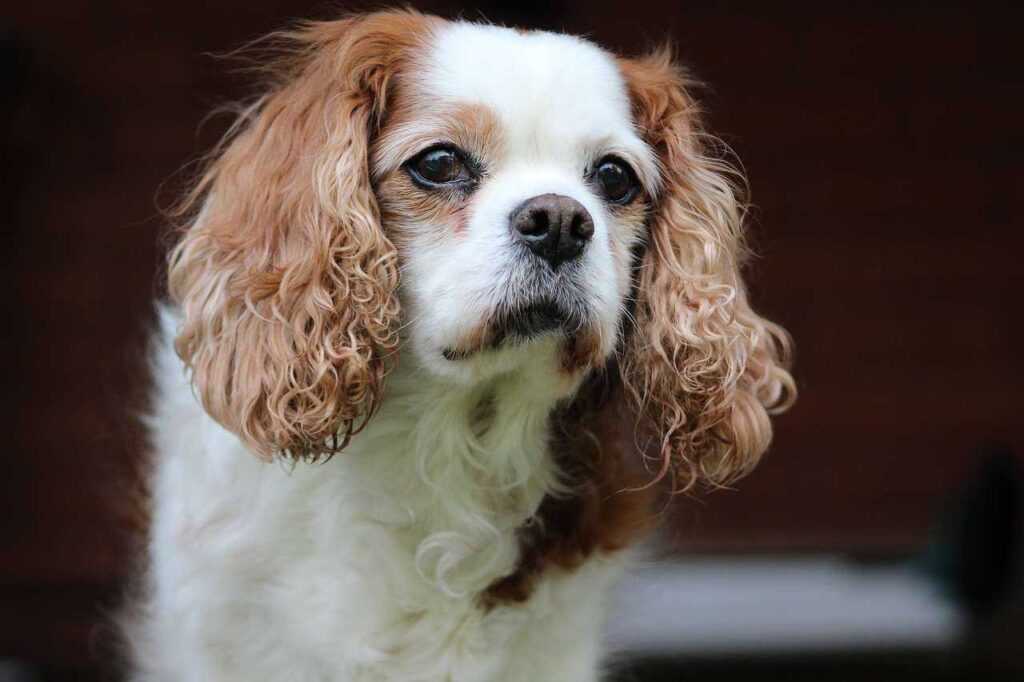 10 Most Peaceful Calm Dog Breeds That Don't Bark Much