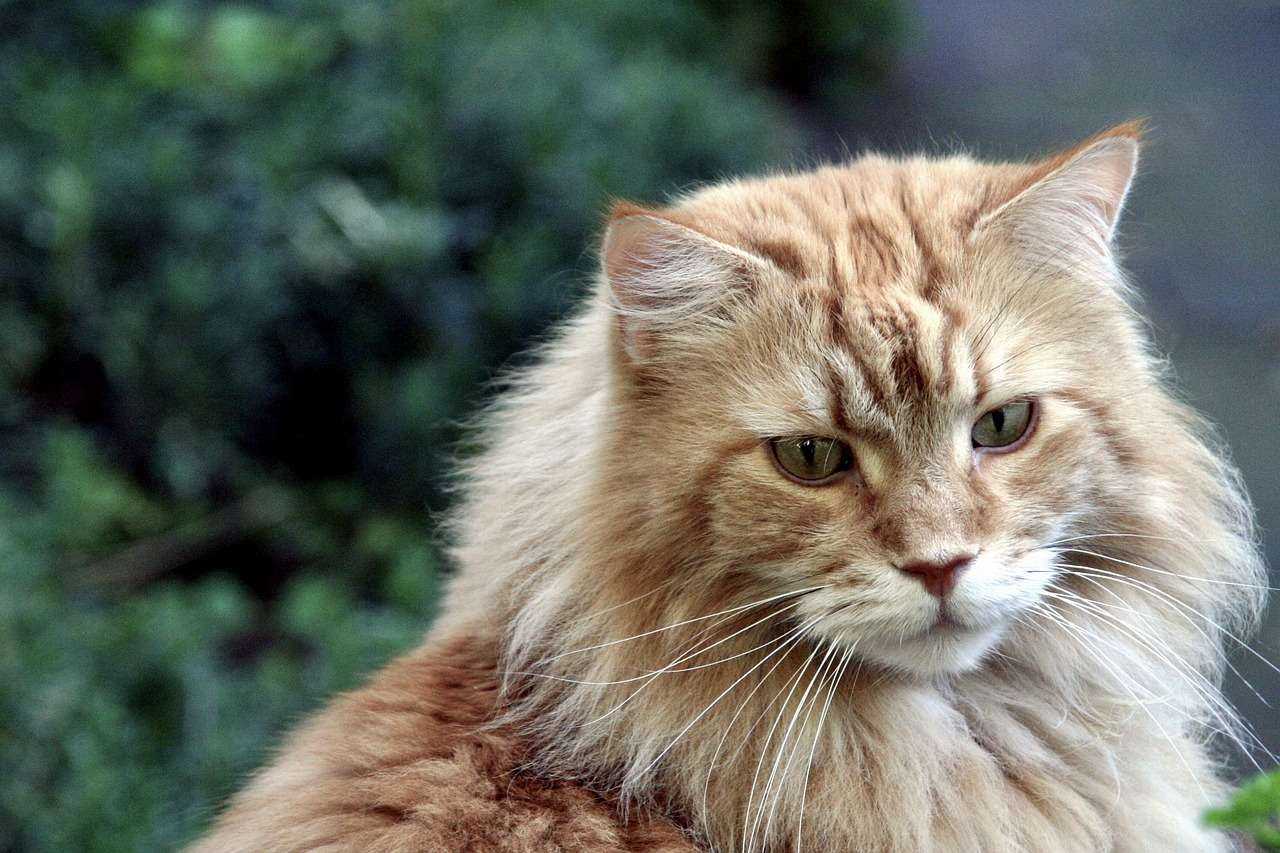 Large Cat Breeds: Exploring 10 Magnificent Feline Giants