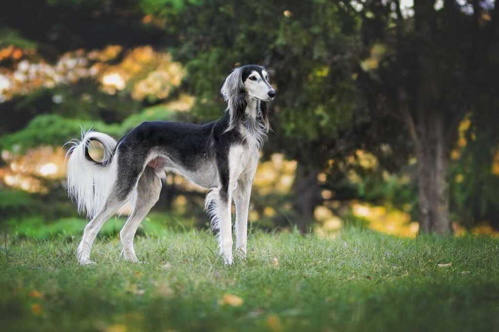 10 Most Peaceful Calm Dog Breeds That Don't Bark Much