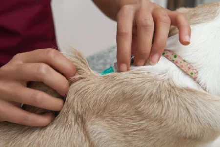 Travel Vaccines for Cats: What You Need to Know Travel Vaccines for Cats: What You Need to Know
