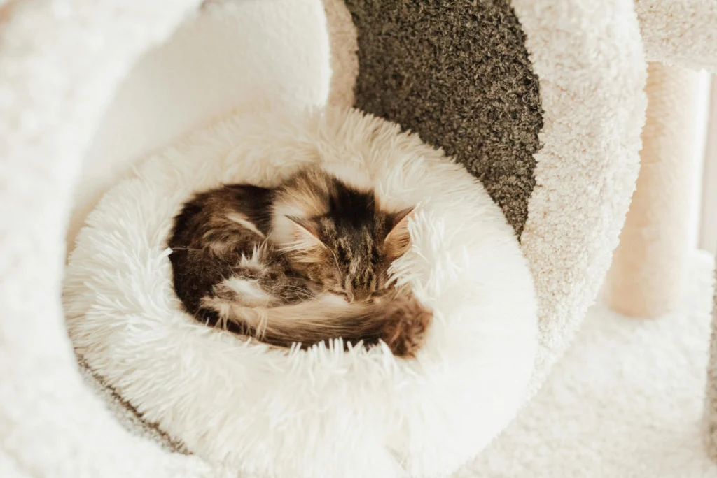 Cat Beds That Look Like Real Furniture: Top 10 Best Brands for Luxury and Comfort in 2026