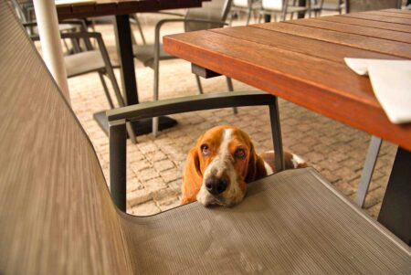 10 Most Peaceful Calm Dog Breeds That Don't Bark Much