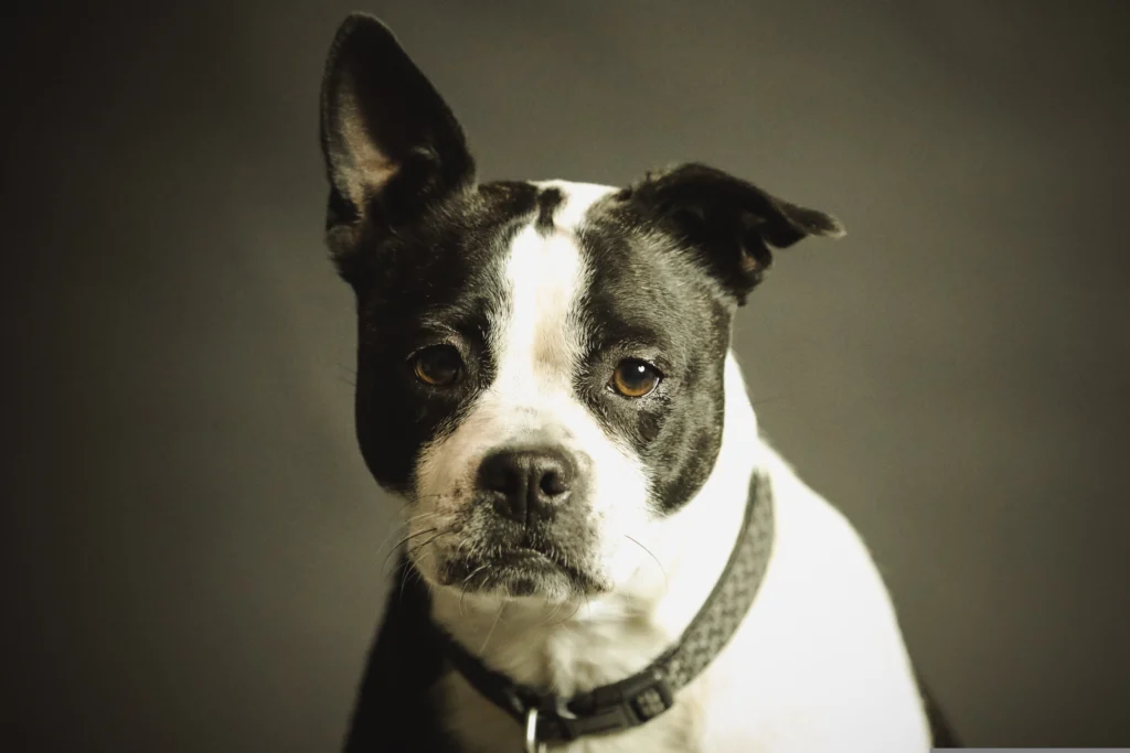 Signs of Vitamin Deficiency in Dogs: The Essential Guide to Canine Vitamins and Optimal Health in 2026