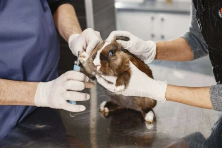 Long-Haired Guinea Pigs: A Guide to Grooming Excellence keep your guinea pig happy long haired grooming care