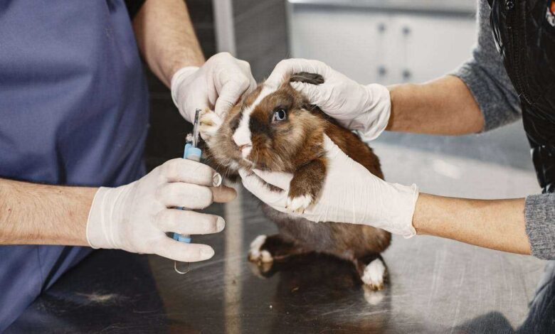 Long-Haired Guinea Pigs: A Guide to Grooming Excellence