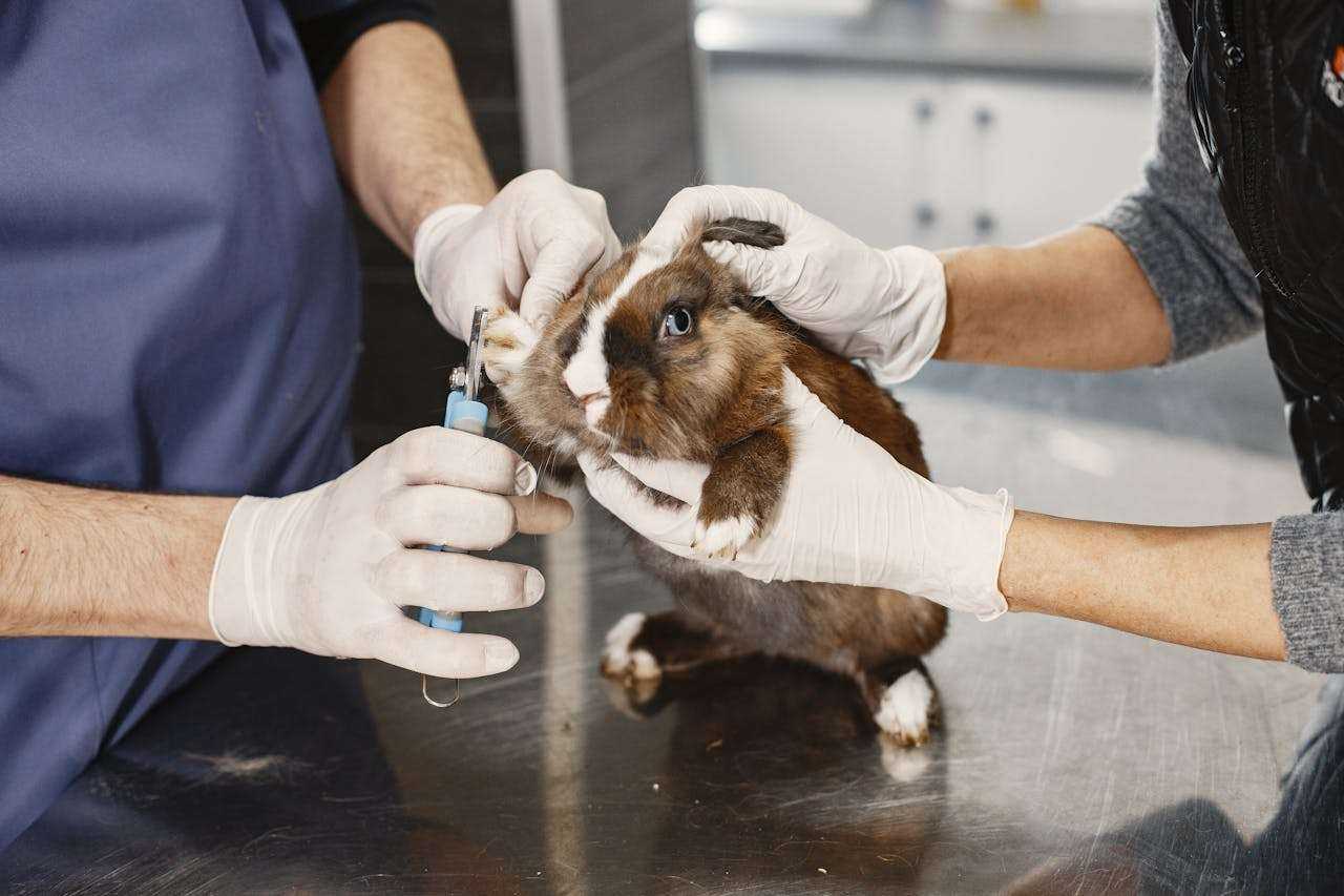 Long-Haired Guinea Pigs: A Guide to Grooming Excellence