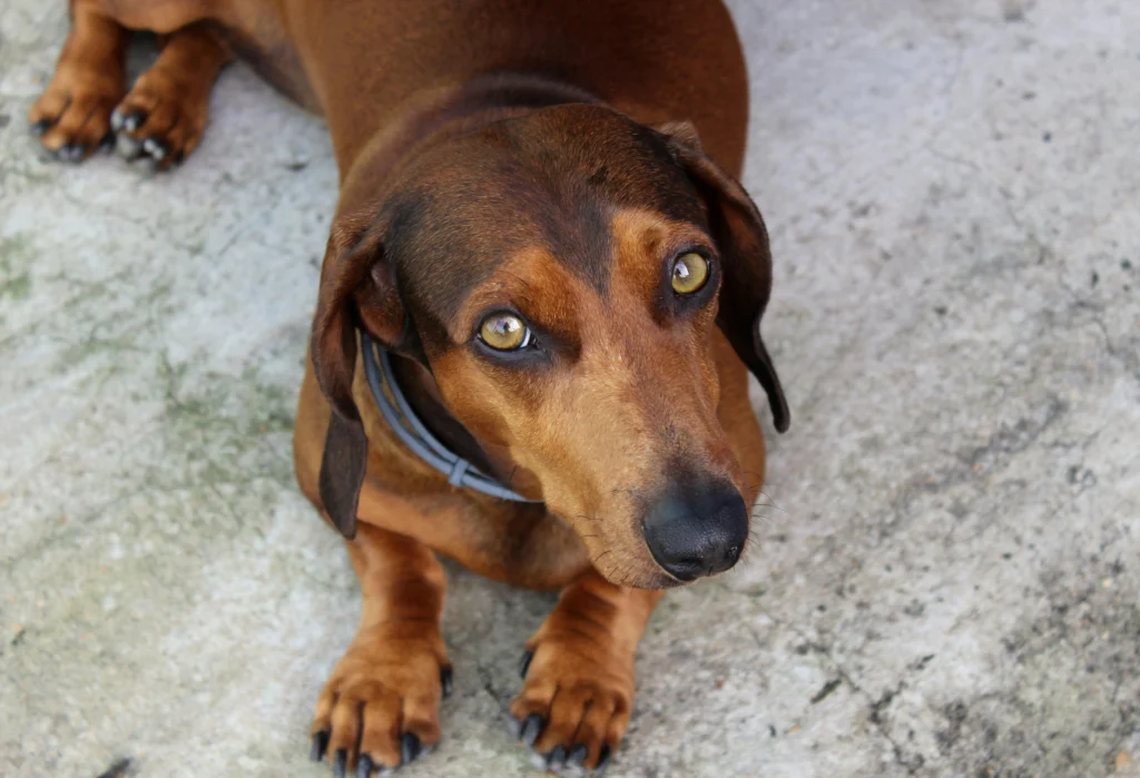Signs of Vitamin Deficiency in Dogs: The Essential Guide to Canine Vitamins and Optimal Health in 2026