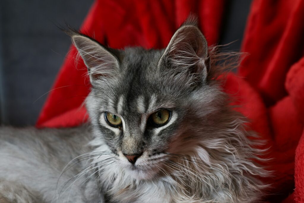 Gentle Giant Cat Breeds Pros and Cons: Exploring 10 Magnificent Large Feline Breeds in 2026