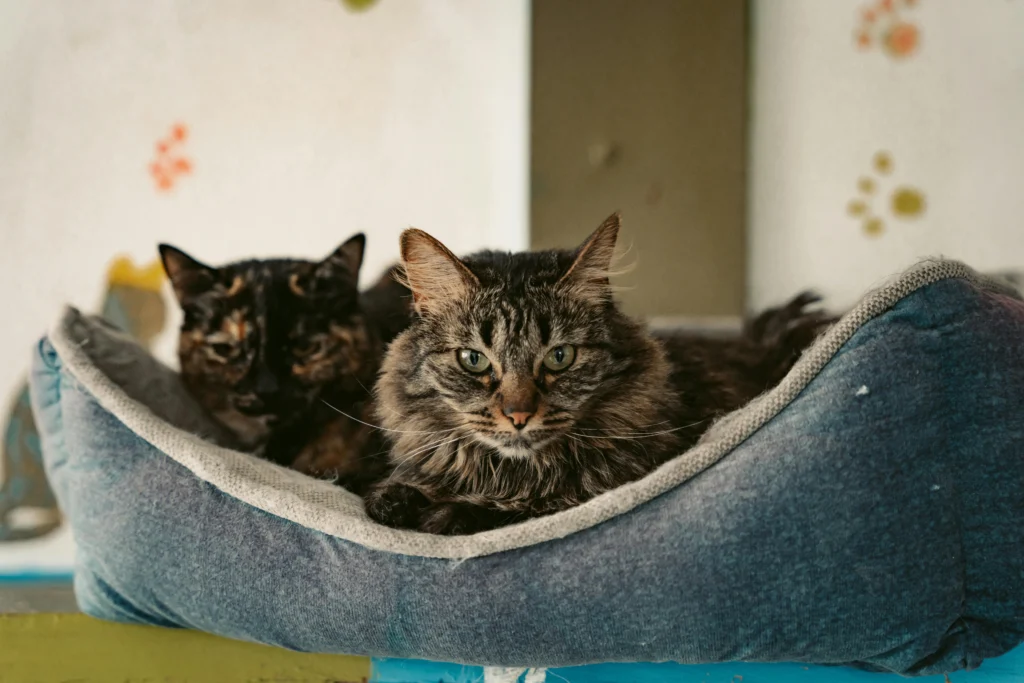 Cat Beds That Look Like Real Furniture: Top 10 Best Brands for Luxury and Comfort in 2026