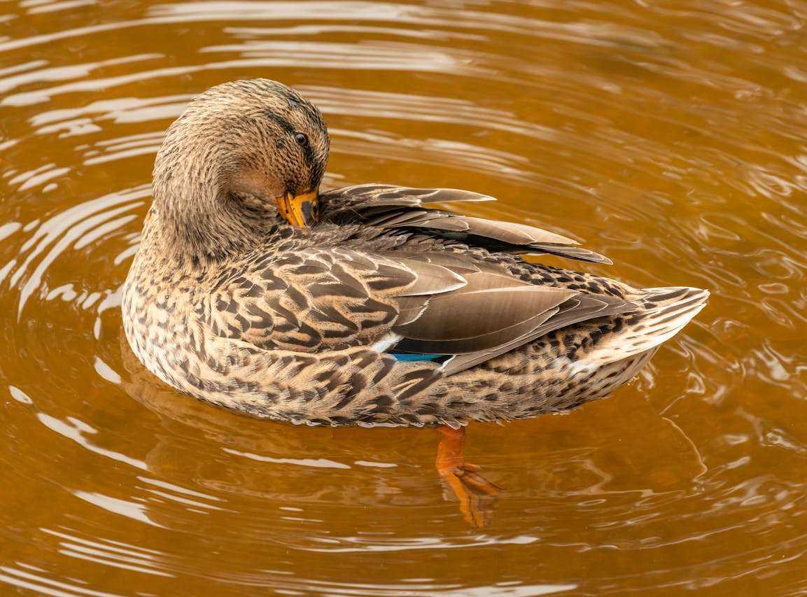Duck Feed and Nutrition: A Duck Health and Productivity