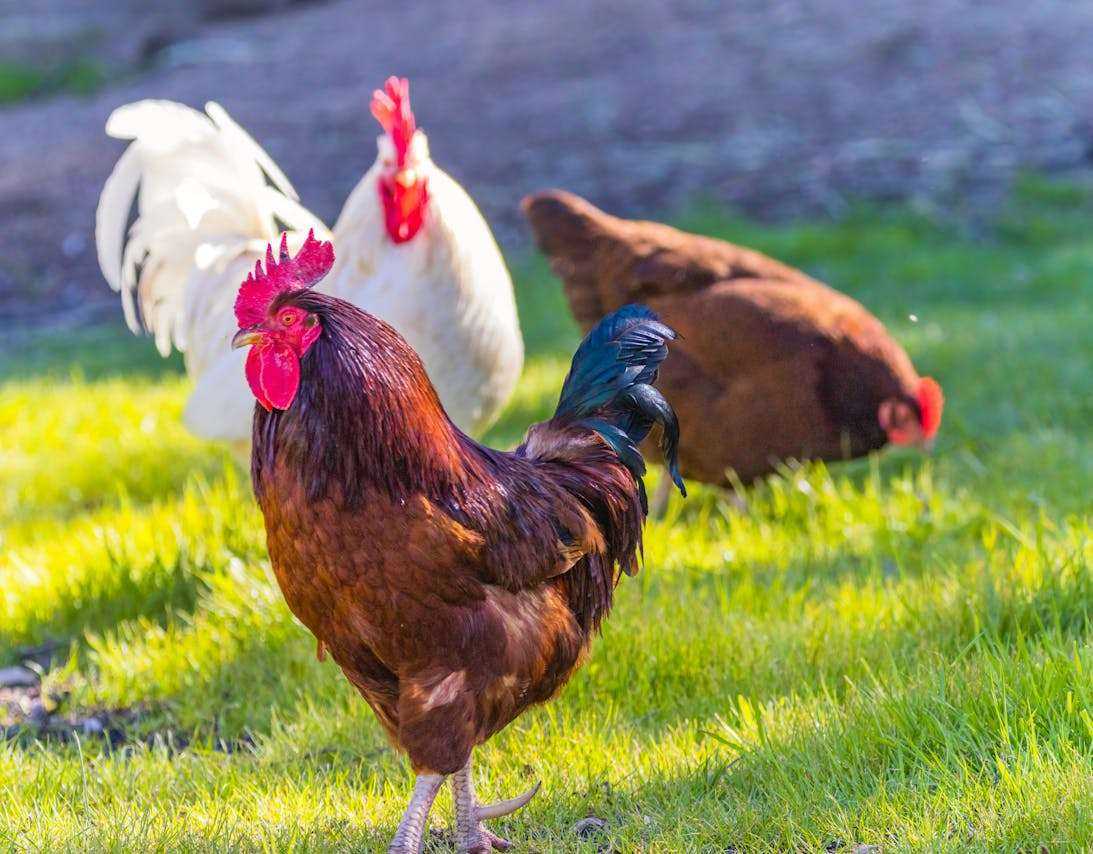Feathered Friends: Best Chicken Breeds for Beginners Revealed