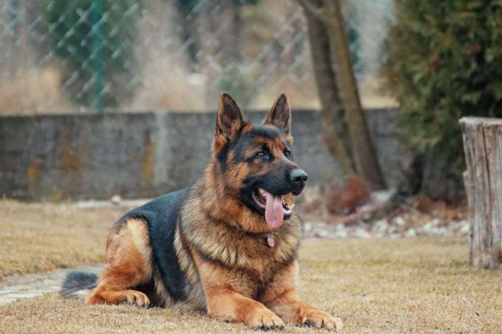 What to Put in Dog Food to Stop Eating Poop