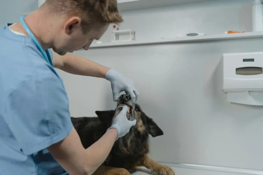 How to Cure Dog Bad Breath Without Brushing: 11 Ways to Banish Bad Breath