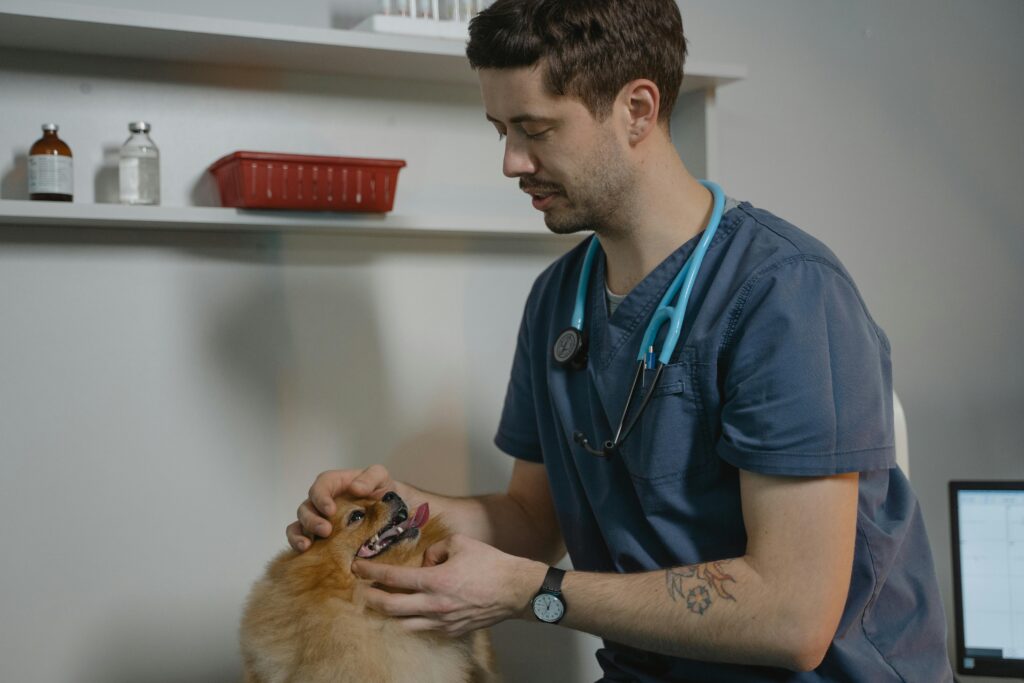  How to Cure Dog Bad Breath Without Brushing: 11 Ways to Banish Bad Breath