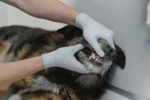 How to Cure Dog Bad Breath Without Brushing: 11 Ways to Banish Bad Breath