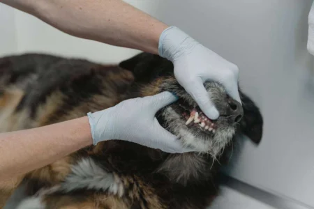 How to Cure Dog Bad Breath Without Brushing: 11 Ways to Banish Bad Breath How to Cure Dog Bad Breath Without Brushing: 11 Ways to Banish Bad Breath