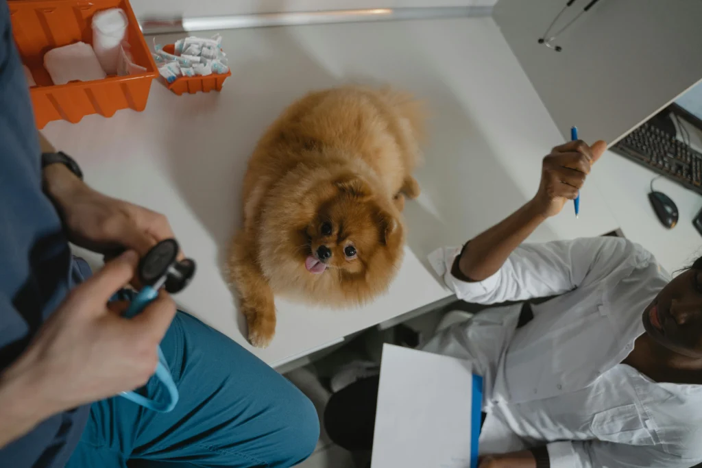 Is Pet Insurance Worth It for Older Pets: The Ultimate Guide to the Top 9 US Pet Insurance Providers in 2026