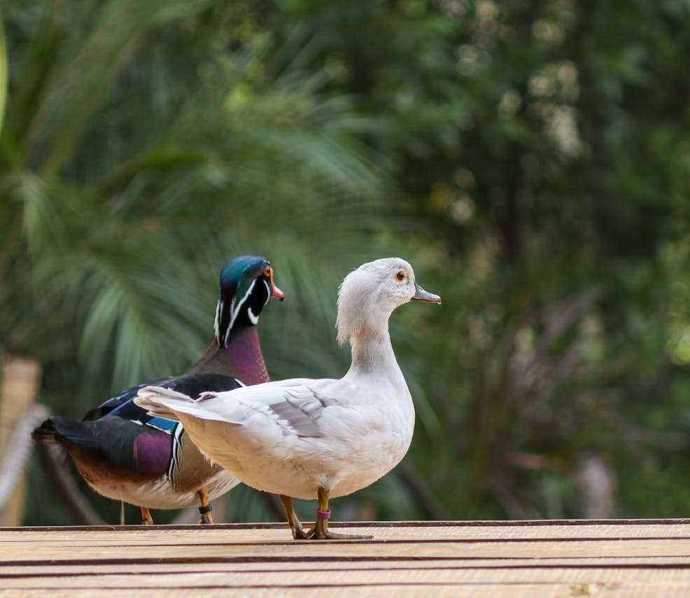 Duck Breeds for Sustainable Meat Production: Quacking for Quality
