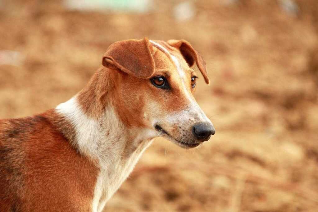What to put in dog food to stop eating poop