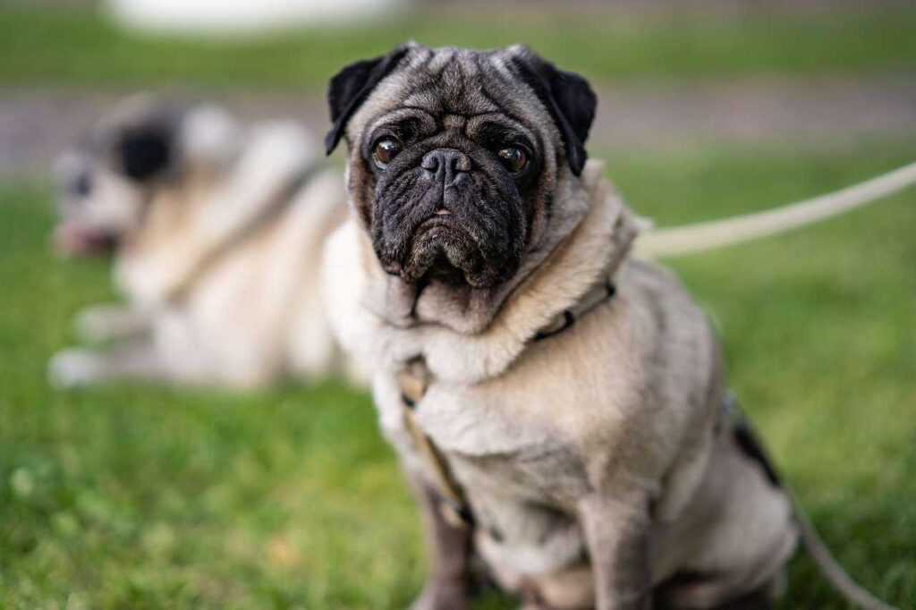 10 Most Peaceful Calm Dog Breeds That Don't Bark Much