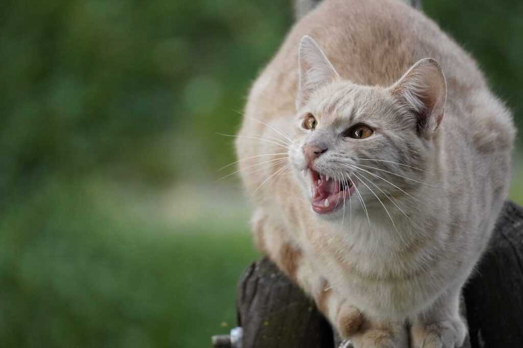 How to Clean Cat Teeth Without Brushing: 5 Shocking Tricks for Pearly Whites in 2026