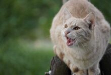 Cat Teeth Cleaning: 5 Shocking Tricks for Pearly Whites