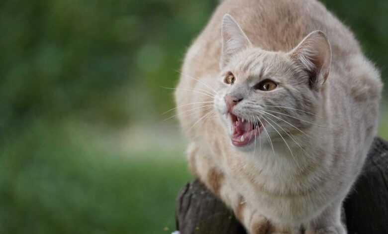 Cat Teeth Cleaning: 5 Shocking Tricks for Pearly Whites