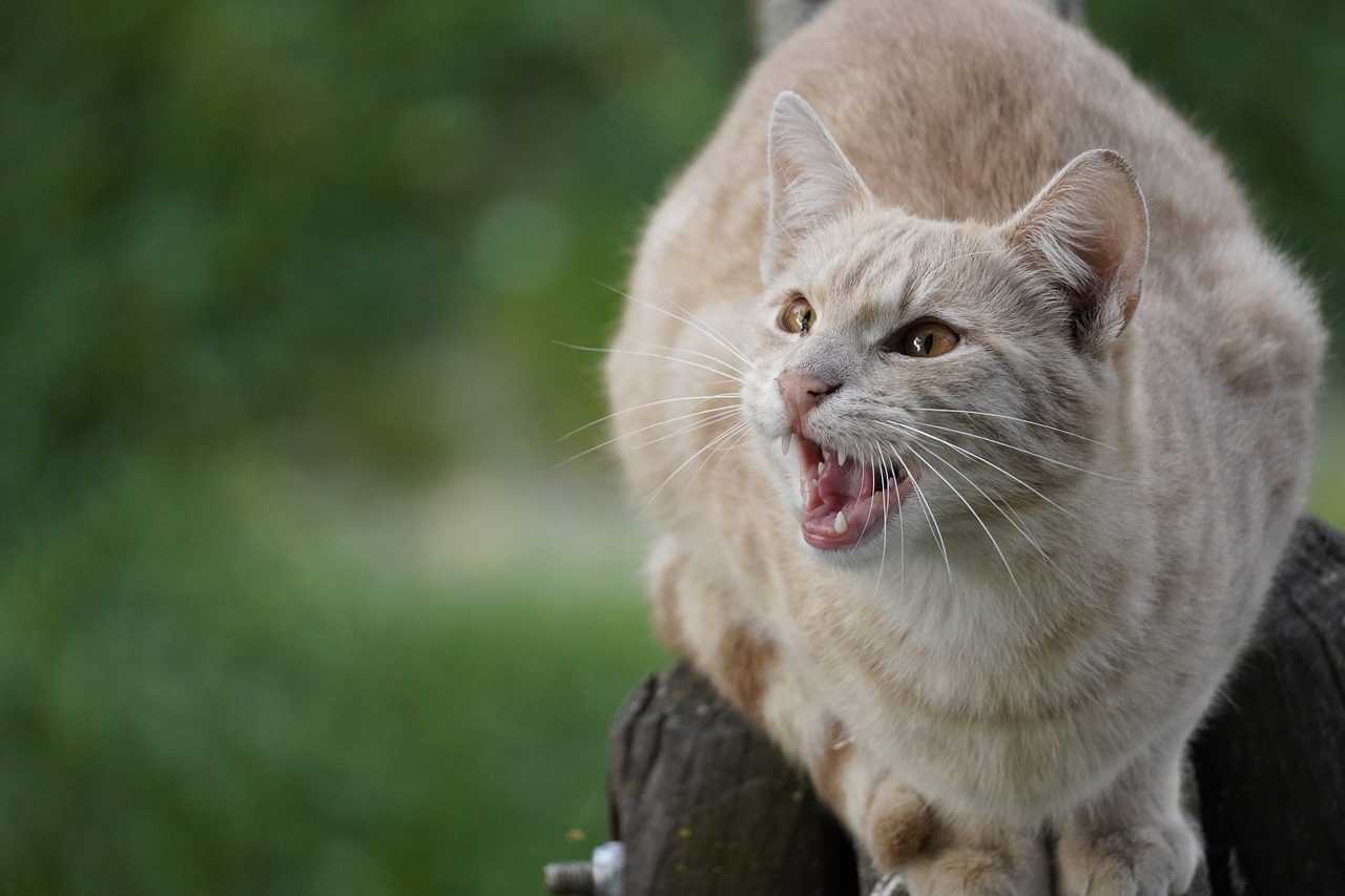 Cat Teeth Cleaning: 5 Shocking Tricks for Pearly Whites