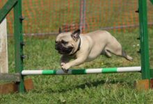 5 Exciting Fenzi Dog Sports Academy Training Tips in the US!