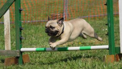 5 Exciting Fenzi Dog Sports Academy Training Tips in the US!