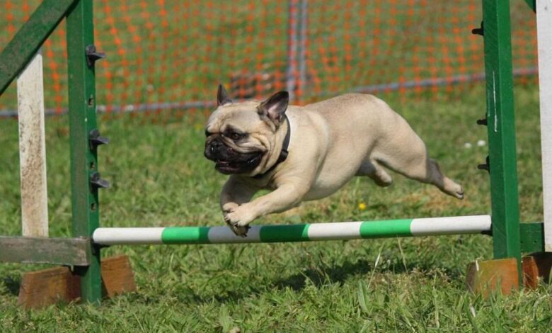 5 Exciting Fenzi Dog Sports Academy Training Tips in the US!