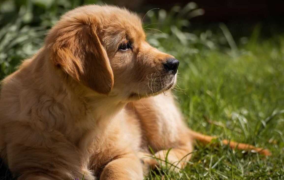 Golden Retriever Puppy Training Tips: Nurturing Your New Companion