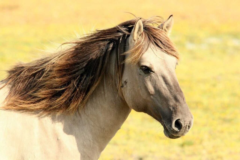 Best Shedding Tools for Horses to Remove Winter Coat Safely
