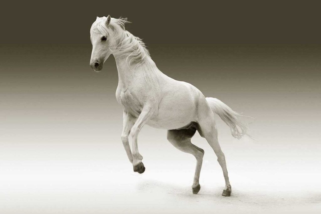 Best Shedding Tools for Horses to Remove Winter Coat Safely