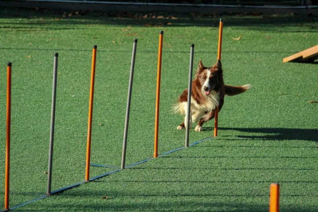 5 Exciting Fenzi Dog Sports Academy Training Tips in the US!