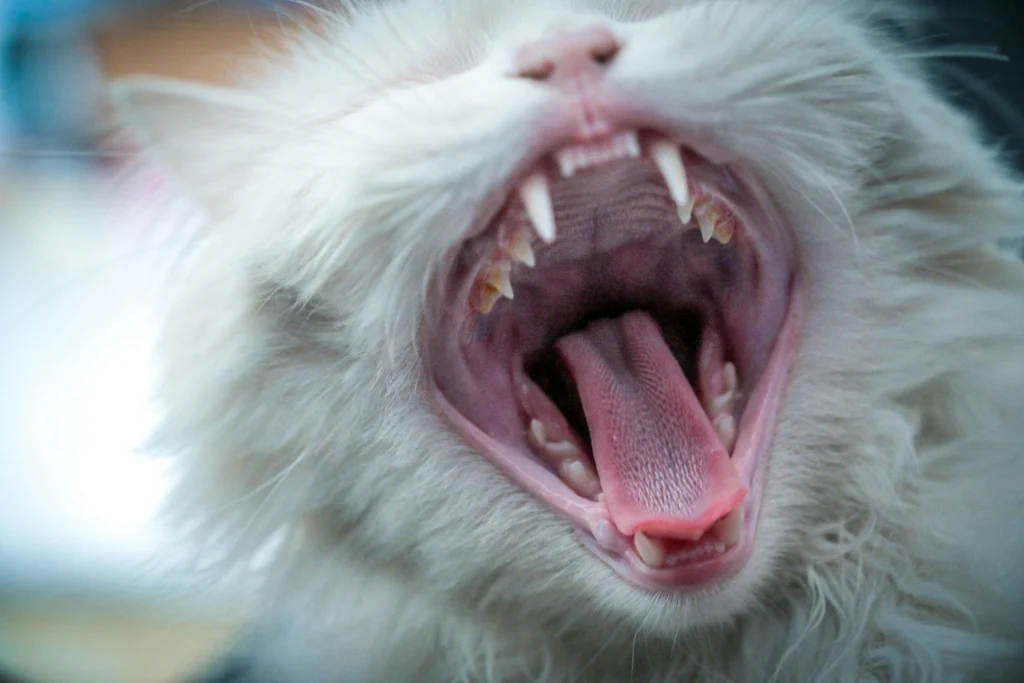 How to Clean Cat Teeth Without Brushing: 5 Shocking Tricks for Pearly Whites in 2026