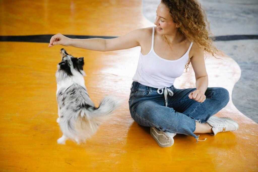 Denise Fenzi Engagement Training Steps: Exciting FDSA Training Tips in the US 2026