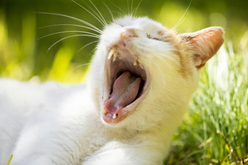 How to Clean Cat Teeth Without Brushing: 5 Shocking Tricks for Pearly Whites in 2026