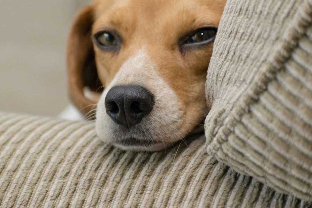 Why Do Dogs Make Funny Faces When They Sleep: 14 Astonishing Dog Face Facts 