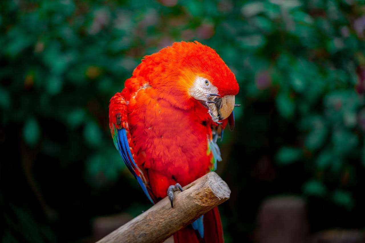 best travel carriers and insurance for birds setup and tools