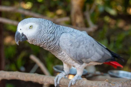 Best Travel Carriers and Insurance for Happy US Birds (3 Picks) Best Travel Carriers and Insurance for Happy US Birds (3 Picks)