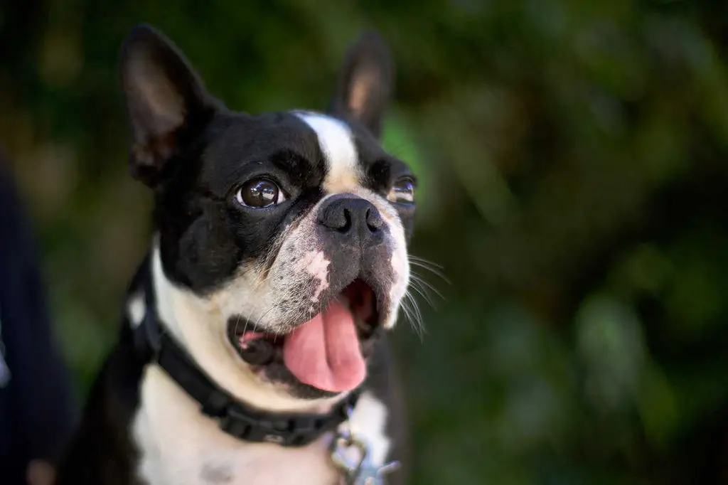 Why Do Dogs Make Funny Faces When They Sleep: 14 Astonishing Dog Face Facts