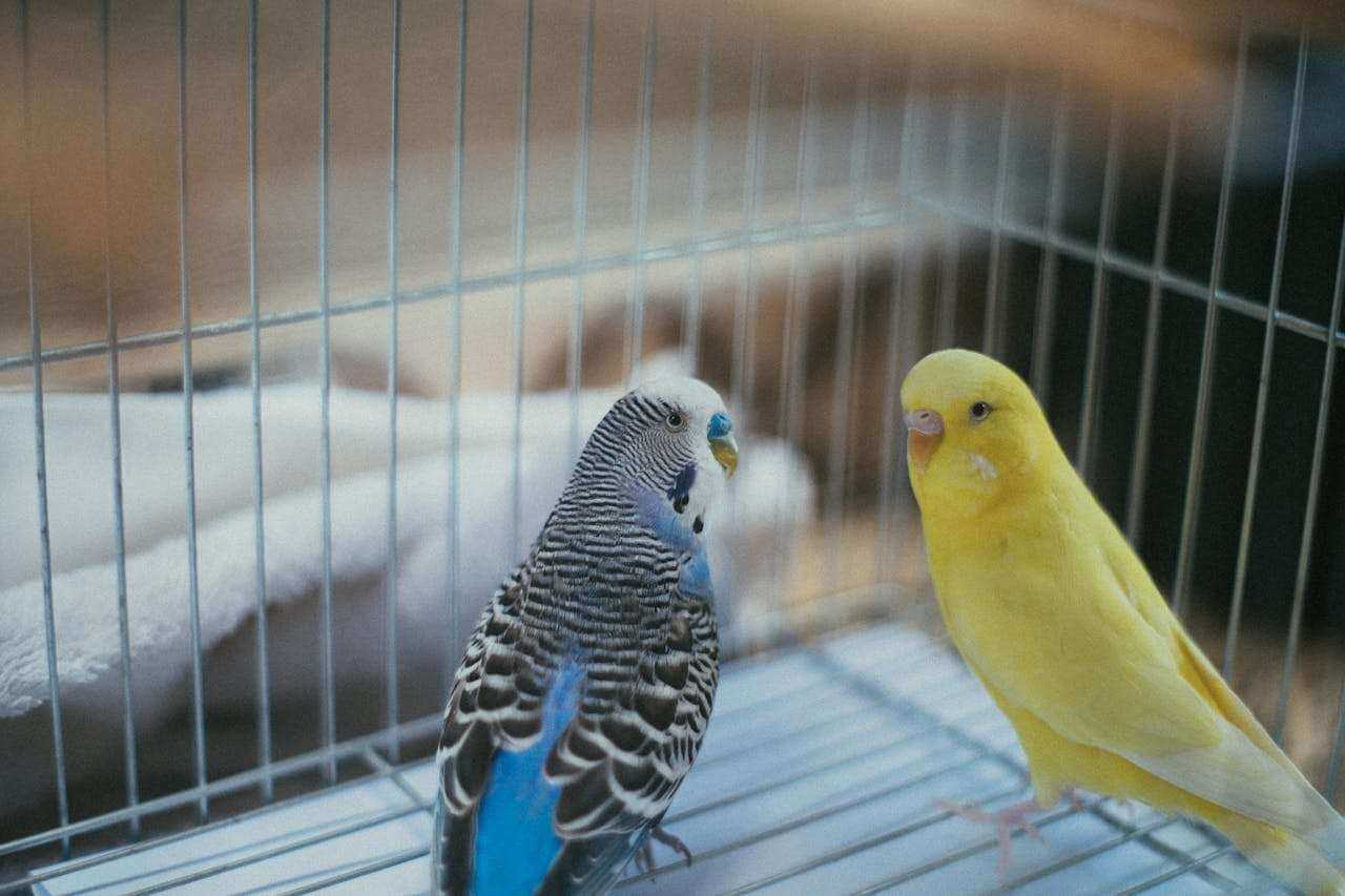 best travel carriers and insurance for birds setup and tools