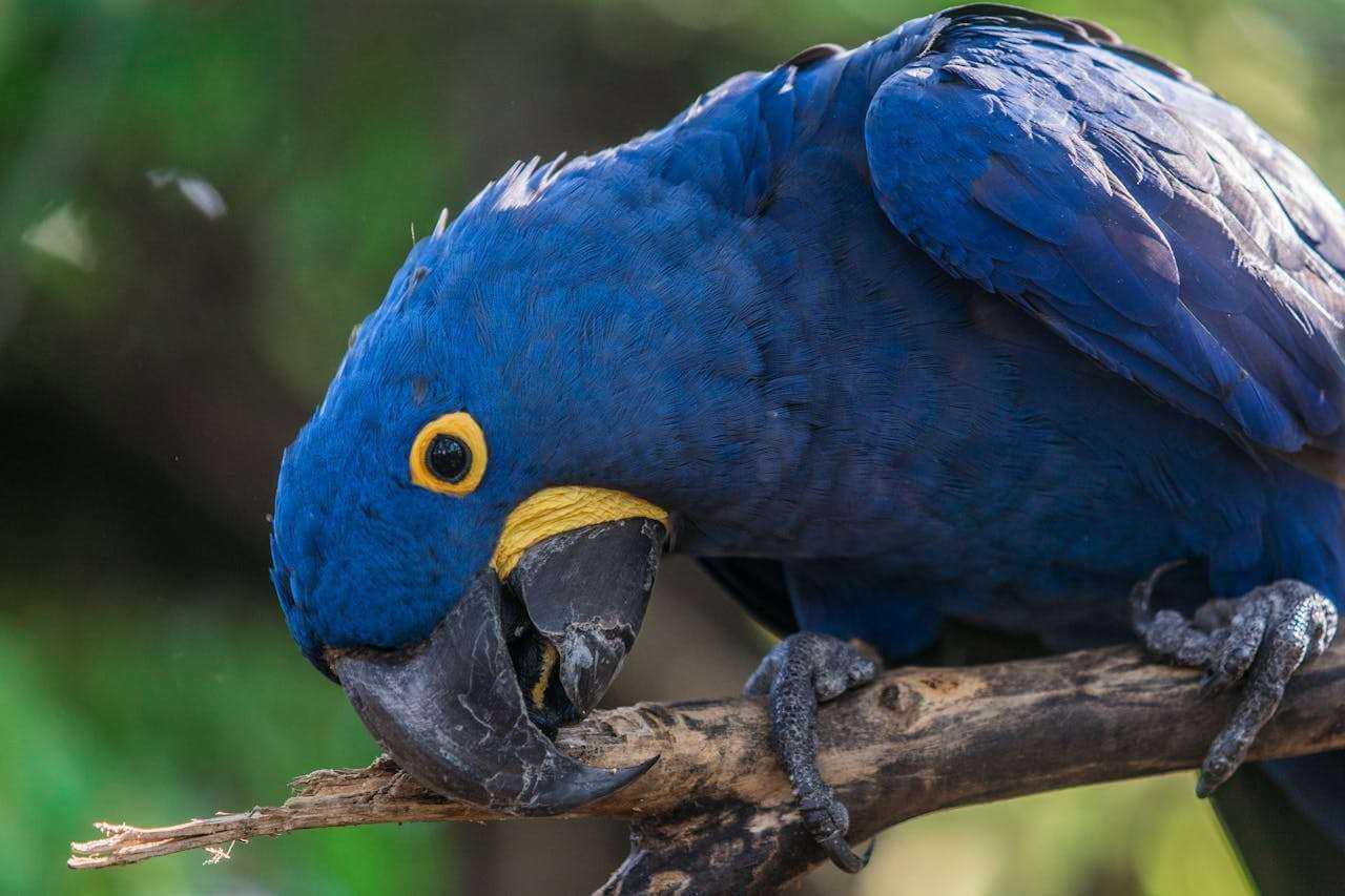 best travel carriers and insurance for birds setup and tools